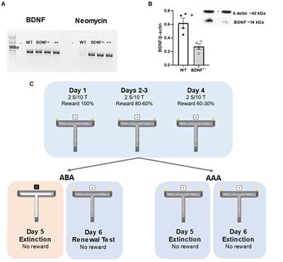 Genetic Depletion of BDNF Impairs Extinction Learning of a Spatial Appetitive Task in the Presence or Absence of the Acquisition Context